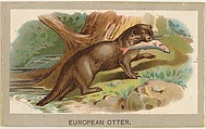 European Otter, from the Animals of the World series (T180), issued by Abdul Cigarettes, Abdul Cigarettes  American, Commercial color lithograph
