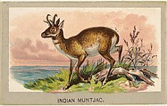 Indian Muntjac, from the Animals of the World series (T180), issued by Abdul Cigarettes, Abdul Cigarettes  American, Commercial color lithograph