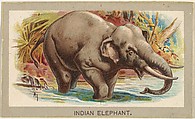 Indian Elephant, from the Animals of the World series (T180), issued by Abdul Cigarettes, Abdul Cigarettes  American, Commercial color lithograph