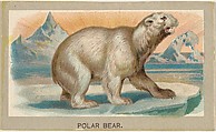 Polar Bear, from the Animals of the World series (T180), issued by Abdul Cigarettes, Abdul Cigarettes  American, Commercial color lithograph