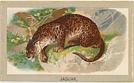 Jaguar, from the Animals of the World series (T180), issued by Abdul Cigarettes, Abdul Cigarettes American, Commercial color lithograph