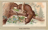 Pine Marten, from the Animals of the World series (T180), issued by Abdul Cigarettes, Abdul Cigarettes American, Commercial color lithograph
