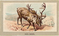 Red Deer, from the Animals of the World series (T180), issued by Abdul Cigarettes, Abdul Cigarettes American, Commercial color lithograph
