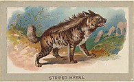 Striped Hyena, from the Animals of the World series (T180), issued by Abdul Cigarettes, Abdul Cigarettes American, Commercial color lithograph