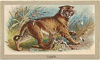 Tiger, from the Animals of the World series (T180), issued by Abdul Cigarettes, Abdul Cigarettes American, Commercial color lithograph