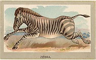 Zebra, from the Animals of the World series (T180), issued by Abdul Cigarettes, Abdul Cigarettes American, Commercial color lithograph