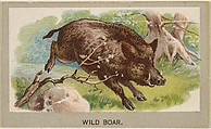 Wild Boar, from the Animals of the World series (T180), issued by Abdul Cigarettes, Abdul Cigarettes American, Commercial color lithograph
