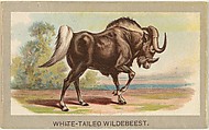 White-Tailed Wildebeest, from the Animals of the World series (T180), issued by Abdul Cigarettes, Abdul Cigarettes  American, Commercial color lithograph