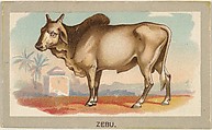 Zebu, from the Animals of the World series (T180), issued by Abdul Cigarettes, Abdul Cigarettes  American, Commercial color lithograph