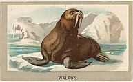 Walrus, from the Animals of the World series (T180), issued by Abdul Cigarettes, Abdul Cigarettes  American, Commercial color lithograph