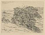 Dromore Oaks, Ernest Haskell American, Etching