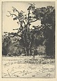 Dying White Oak, Ernest Haskell American, Drypoint