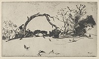 Cypress Study No. 1, Ernest Haskell American, Drypoint
