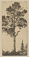 Little Pitch Pine, Ernest Haskell  American, Etching