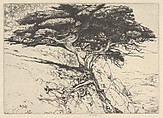 Fan Tree, Ernest Haskell American, Etching, drypoint and engraving