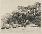 Large Live Oak, Ernest Haskell  American, Drypoint