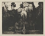 Ghost Cypress, Ernest Haskell  American, Drypoint
