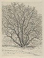 Giant Sycamore, Ernest Haskell  American, Etching