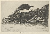 Wind Bent Cypress, Ernest Haskell American, Etching
