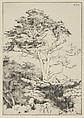 Point Lobos Cypress, Ernest Haskell  American, Drypoint