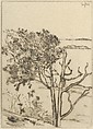 Ragged Tree – Maine, Ernest Haskell  American, Drypoint