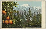 A California Anomaly, Snow and Oranges, Pasadena, California, No. 7782, Detroit Publishing Company (American), Commercial color lithograph