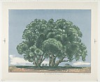 Cluster of Willows, Louis Lozowick American, born Ukraine, Color lithograph