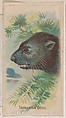 Tasmanian Devil, collector card from the Animal Pictures series (D8), issued by the Weber Baking Company to promote Onist Milk and Pullman Bread, Weber Baking Company  American, Commercial color lithograph