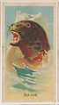 Sea Lion, collector card from the Animal Pictures series (D8), issued by the Weber Baking Company to promote Onist Milk and Pullman Bread., Weber Baking Company  American, Commercial color lithograph