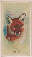 Red Fox, collector card from the Animal Pictures series (D8), issued by the Weber Baking Company to promote Onist Milk and Pullman Bread, Weber Baking Company  American, Commercial color lithograph