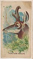 Prong-Horn Antelope, collector card from the Animal Pictures series (D8), issued by the Weber Baking Company to promote Onist Milk and Pullman Bread, Weber Baking Company  American, Commercial color lithograph