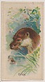 Otter, collector card from the Animal Pictures series (D8), issued by the Weber Baking Company to promote Onist Milk and Pullman Bread, Weber Baking Company  American, Commercial color lithograph