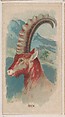 Ibex, collector card from the Animal Pictures series (D8), issued by the Weber Baking Company to promote Onist Milk and Pullman Bread, Weber Baking Company  American, Commercial color lithograph