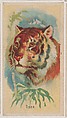 Tiger, collector card from the Animal Pictures series (D8), issued by the Weber Baking Company to promote Onist Milk and Pullman Bread, Weber Baking Company American, Commercial color lithograph