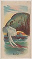 Walrus, collector card from the Animal Pictures series (D8), issued by the Weber Baking Company to promote Onist Milk and Pullman Bread, Weber Baking Company American, Commercial color lithograph
