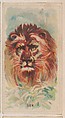 Lion, collector card from the Animal Pictures series (D8), issued by the Weber Baking Company to promote Onist Milk and Pullman Bread, Weber Baking Company  American, Commercial color lithograph