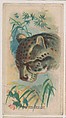 Painted Ocelot, collector card from the Animal Pictures series (D8), issued by the Weber Baking Company to promote Onist Milk and Pullman Bread, Weber Baking Company  American, Commercial color lithograph
