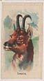Chamois, collector card from the Animal Pictures series (D8), issued by the Weber Baking Company to promote Onist Milk and Pullman Bread, Weber Baking Company  American, Commercial color lithograph