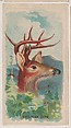 Virginian Deer, collector card from the Animal Pictures series (D8), issued by the Weber Baking Company to promote Onist Milk and Pullman Bread, Weber Baking Company  American, Commercial color lithograph