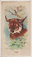 Lynx, collector card from the Animal Pictures series (D8), issued by the Weber Baking Company to promote Onist Milk and Pullman Bread, Weber Baking Company  American, Commercial color lithograph