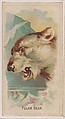 Polar Bear, collector card from the Animal Pictures series (D8), issued by the Weber Baking Company to promote Onist Milk and Pullman Bread, Weber Baking Company  American, Commercial color lithograph