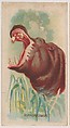 Hippopotamus, collector card from the Animal Pictures series (D8), issued by the Weber Baking Company to promote Onist Milk and Pullman Bread, Weber Baking Company  American, Commercial color lithograph