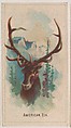 American Elk, collector card from the Animal Pictures series (D8), issued by the Weber Baking Company to promote Onist Milk and Pullman Bread, Weber Baking Company  American, Commercial color lithograph