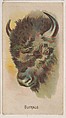 Buffalo, collector card from the Animal Pictures series (D8), issued by the Weber Baking Company to promote Onist Milk and Pullman Bread, Weber Baking Company  American, Commercial color lithograph
