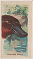 Duck-Billed Platypus, collector card from the Animal Pictures series (D8), issued by the Weber Baking Company to promote Onist Milk and Pullman Bread, Weber Baking Company  American, Commercial color lithograph