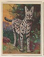 Serval, collector card from the Animals series (D9), issued by the Weber Baking Company to promote Onist Milk and Pullman Bread, Weber Baking Company  American, Commercial color lithograph