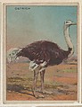 Ostrich, collector card from the Animals series (D9), issued by the Weber Baking Company to promote Onist Milk and Pullman Bread, Weber Baking Company American, Commercial color lithograph