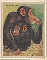Chimpanzee, collector card from the Animals series (D9), issued by the Weber Baking Company to promote Onist Milk and Pullman Bread, Weber Baking Company American, Commercial color lithograph