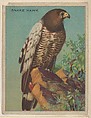 Snake Hawk, collector card from the Animals series (D9), issued by the Weber Baking Company to promote Onist Milk and Pullman Bread, Weber Baking Company American, Commercial color lithograph