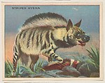 Striped Hyena, collector card from the Animals series (D9), issued by the Weber Baking Company to promote Onist Milk and Pullman Bread, Weber Baking Company American, Commercial color lithograph
